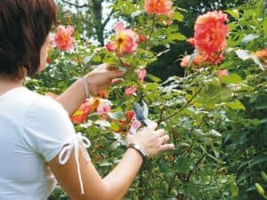 Master uhlové nožnice/pánske