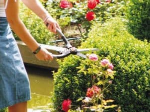 Master krušpánové nožnice pre hrubé tvarovanie