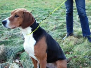 Runlock Poľovnícky set oranžový