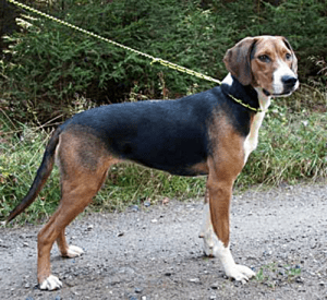 Runlock Poľovnícky set oranžový